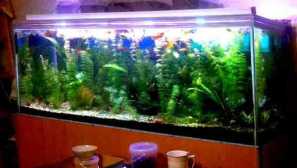 Ako si vybrať akvárium?